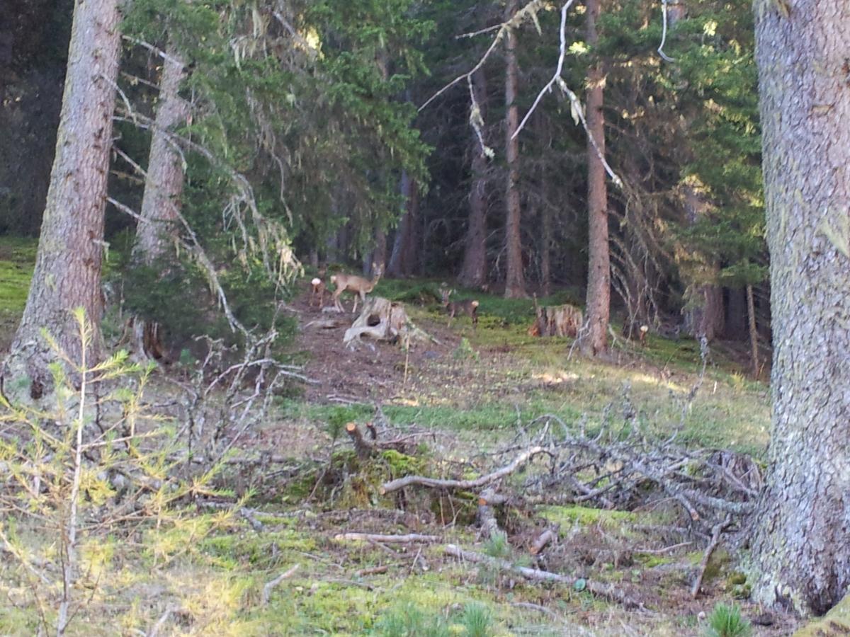 Gasthof Waldruhe Solda Luaran gambar